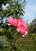 Rose tendre pour ma mamie ch&eacute;rie